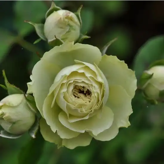 Trandafiri Floribunda - Trandafiri - Lovely Green™ - 